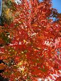 Shumard Oak / Quercus shumardii